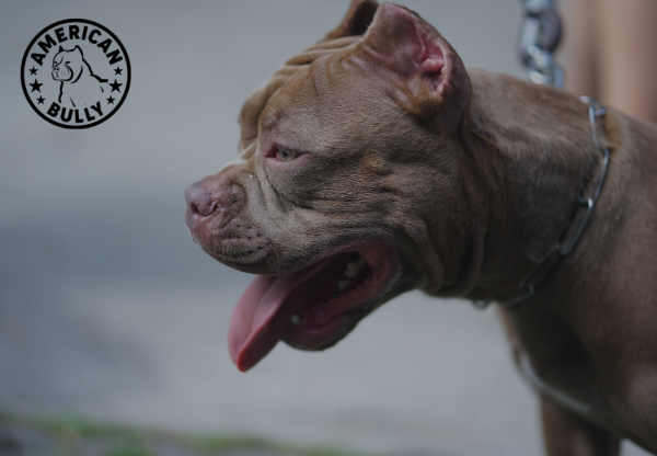 5 Things You Need to Know About Pet First Aid For Your American Bully