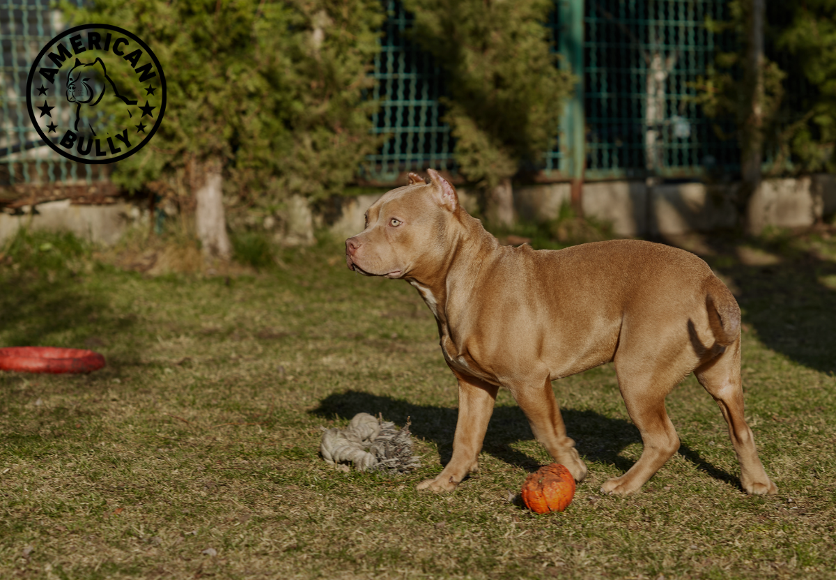 How to Choose the Right Toys for Your American Bully