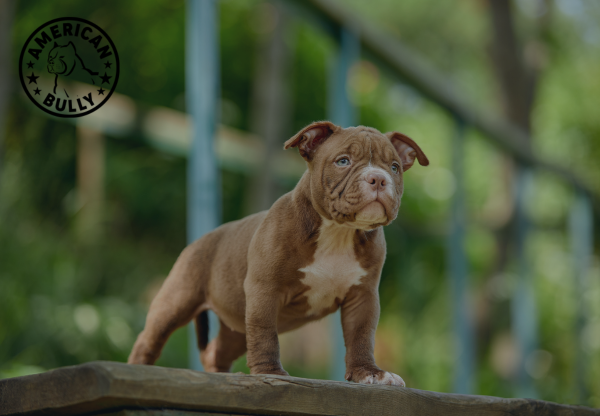 10 Fun Games to Play With Your American Bully This Summer