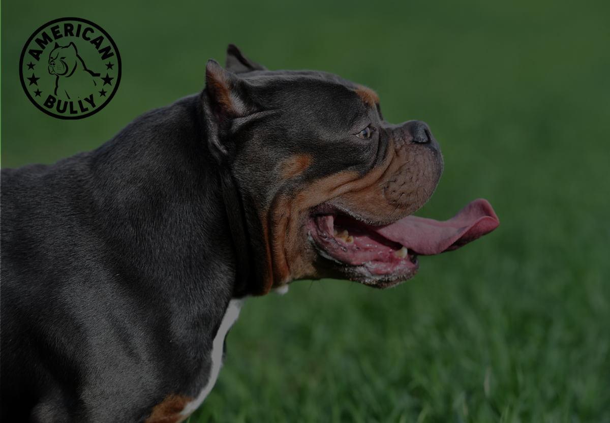 Sustainable Grooming: Eco-Friendly Products and DIY Hacks for Your Bully’s Coat