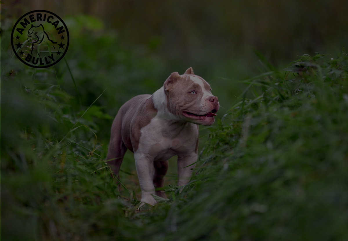 Debunking Myths: The Truth About American Bully Temperament
