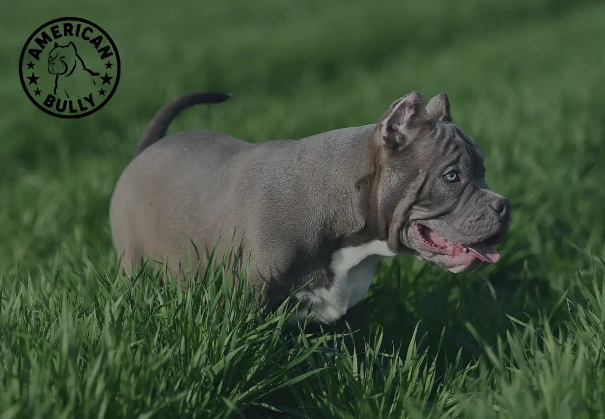 5 Ways to Encourage Positive Behavior in Your American Bully