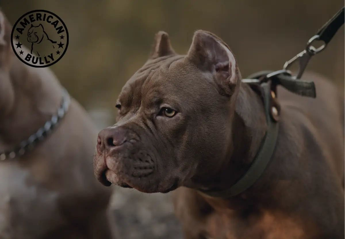 Matlab Bully 7 Behaviors to Look Out for in a New American Bully Puppy