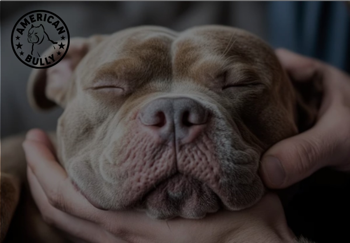 Bully Yoga: Fun, Low-Impact Bonding Exercises for You and Your Dog