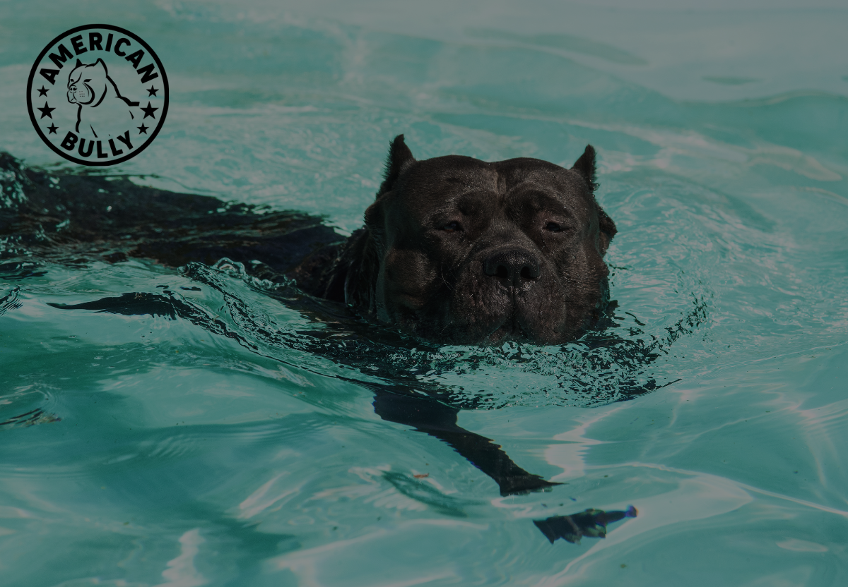 From Puppy to Pro: Training American Bullies for Dock Diving Competitions