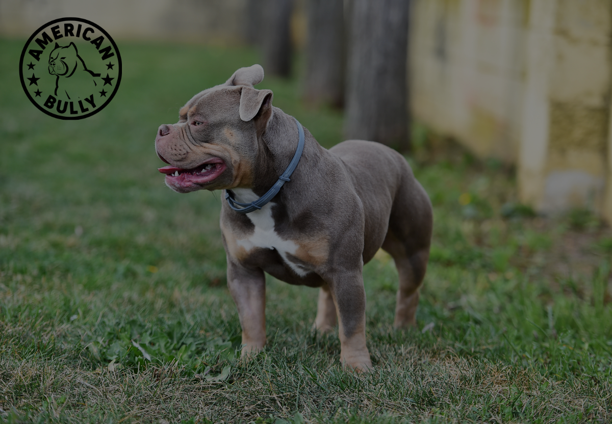 Tech Gadgets for Tracking Your Bully’s Adventures