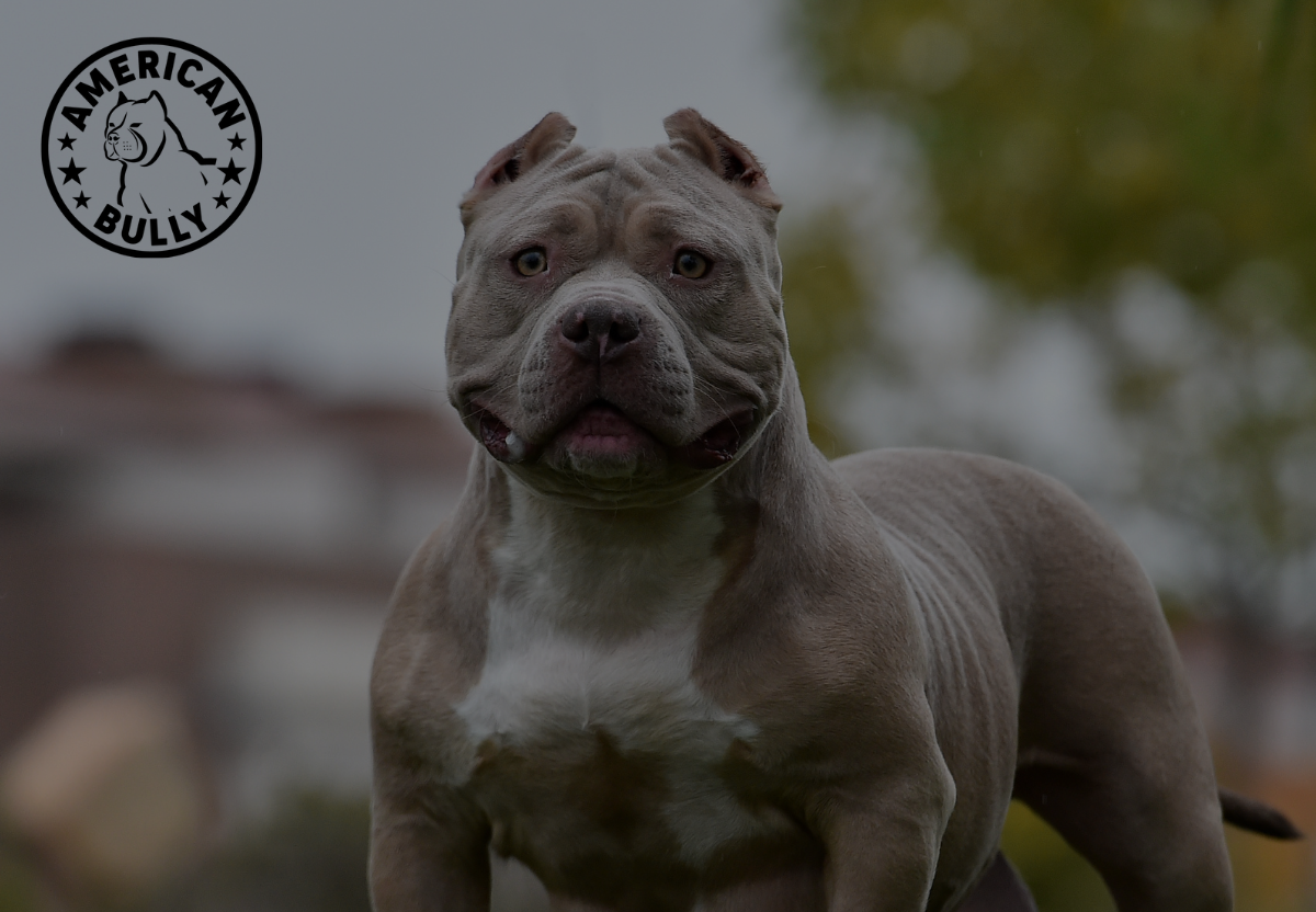Nutrition Plans Tailored for American Bullies