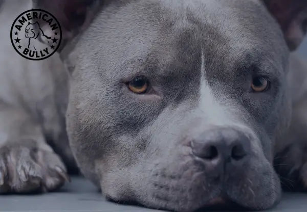 All About Blue Nose American Bullies: A Unique Breed