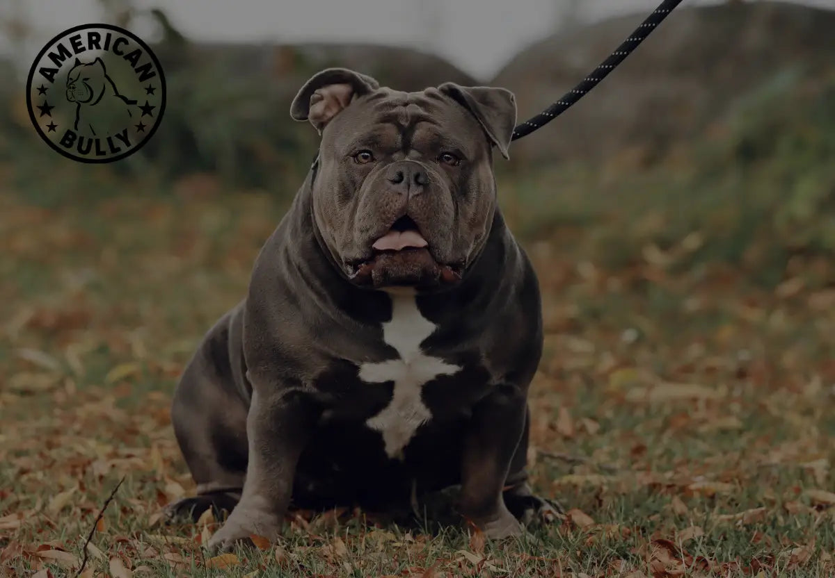 American Bullies and the Fall Season: Embracing Autumn