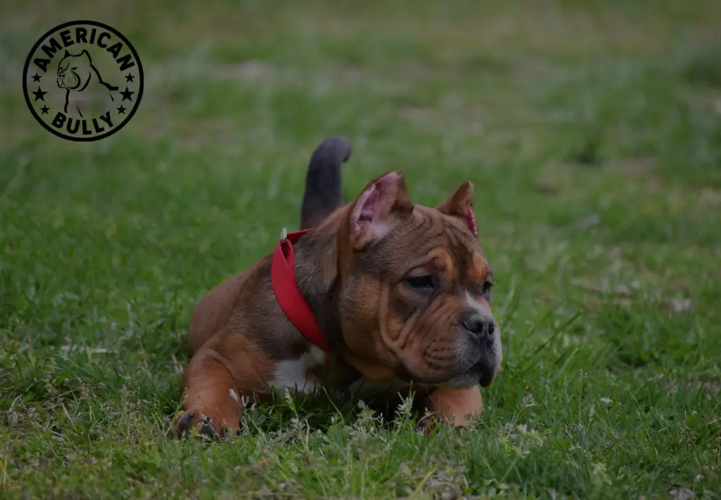 American Bully and Kids: Age-Appropriate Training Tips