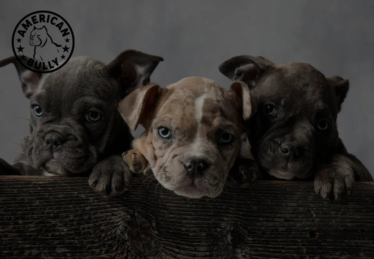 Caring for Your American Bully’s Paw Pads