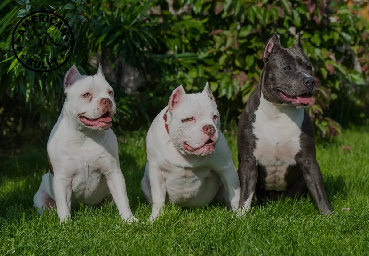Debunking American Bully Myths: Separating Fact from Fiction