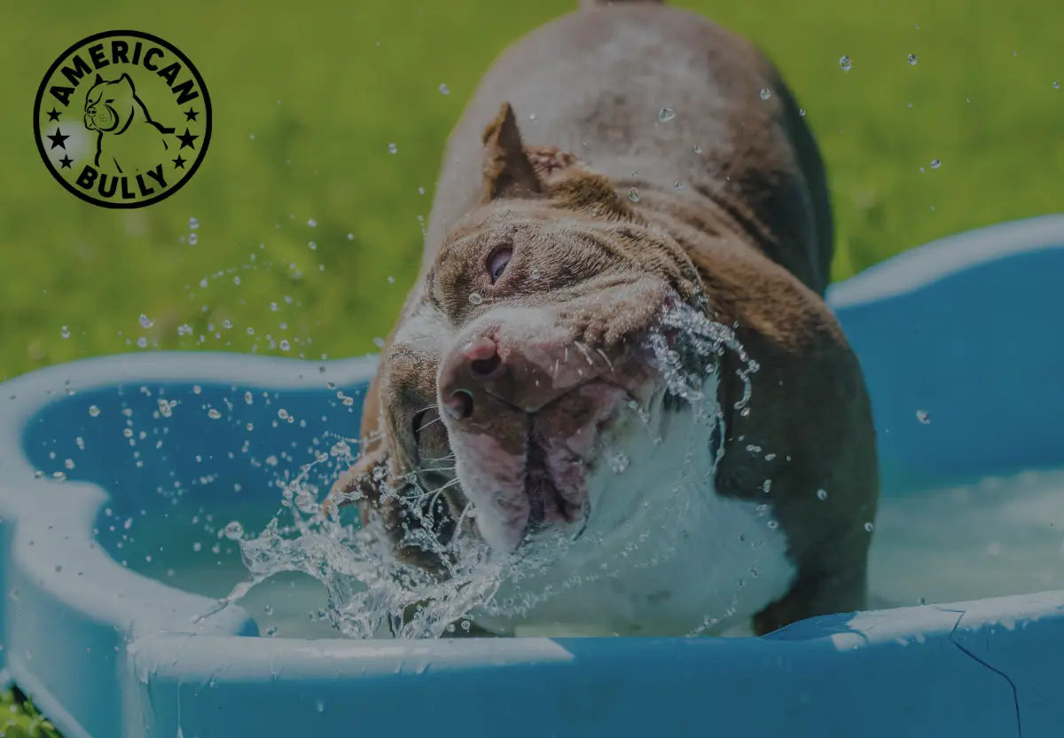 Dive into Safety: Pool Safety Tips for Your American Bully