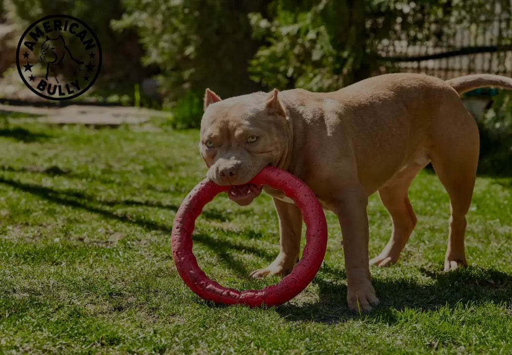 DIY Sensory Toys for American Bullies: Boost Mental
