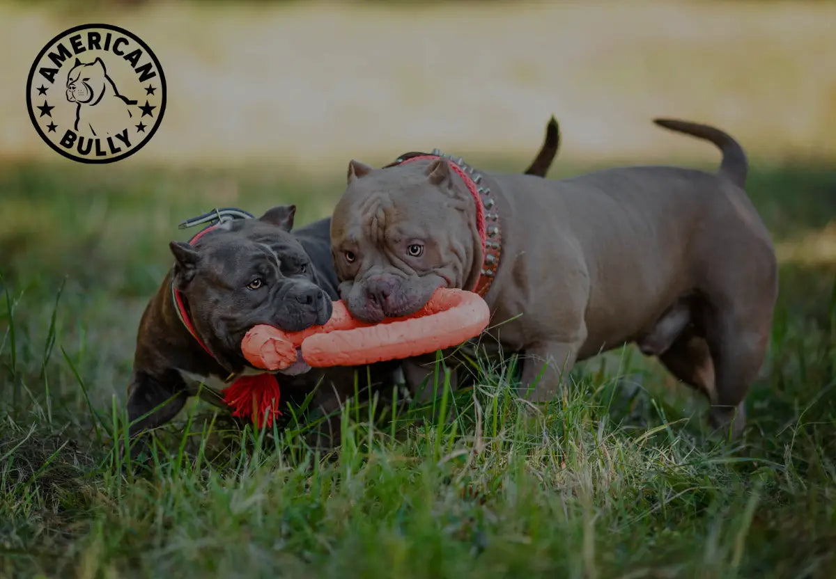 Fun Brain Games for American Bullies