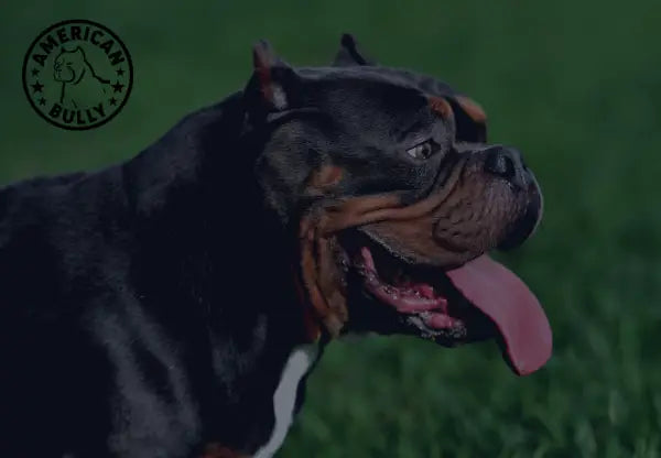 Grooming and Coat Care for American Bullies: Tips for a Healthy and Sleek Appearance
