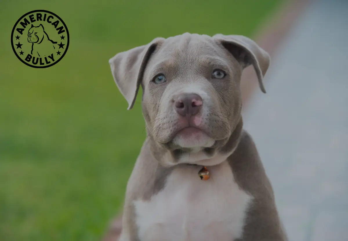 How to Introduce a New American Bully Puppy to the Family: