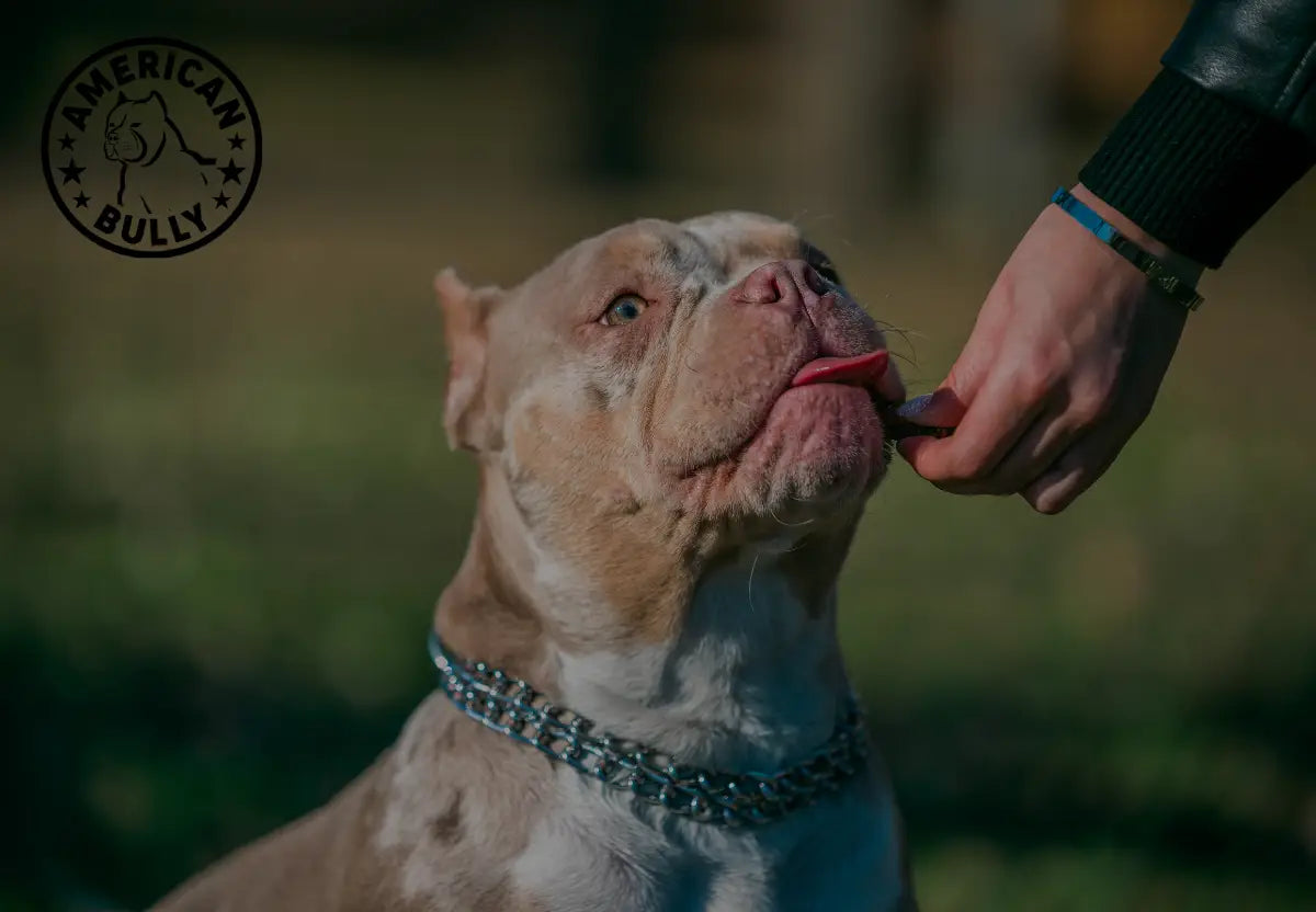 American bully puppy food hotsell