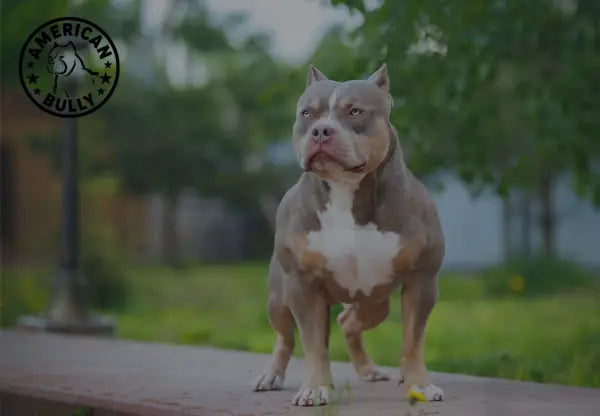 Keeping Your American Bully Comfortable During Spring: Tips