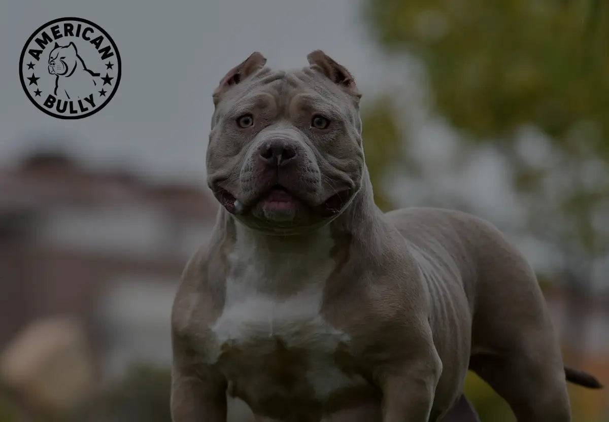 Nutrition Plans Tailored for American Bullies
