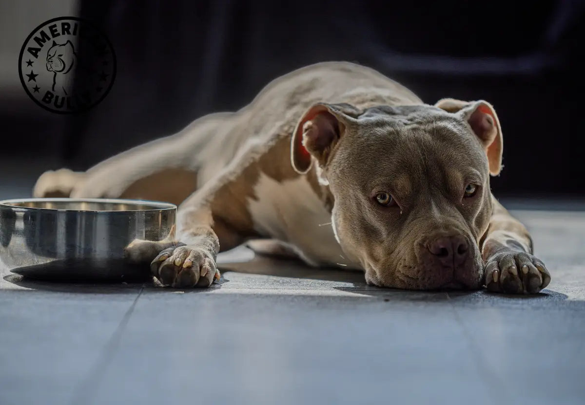 Raw vs. Kibble Debates: Personalized Feeding Plans