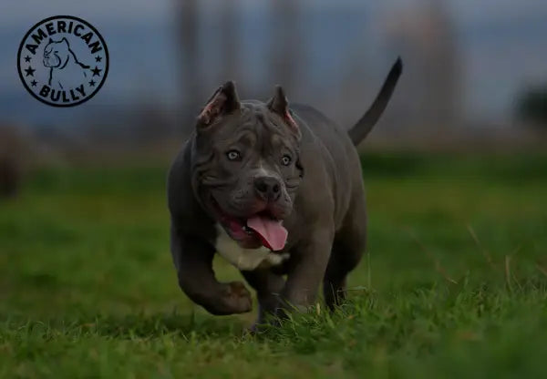 Seasonal Allergies in American Bullies: Prevention and Care