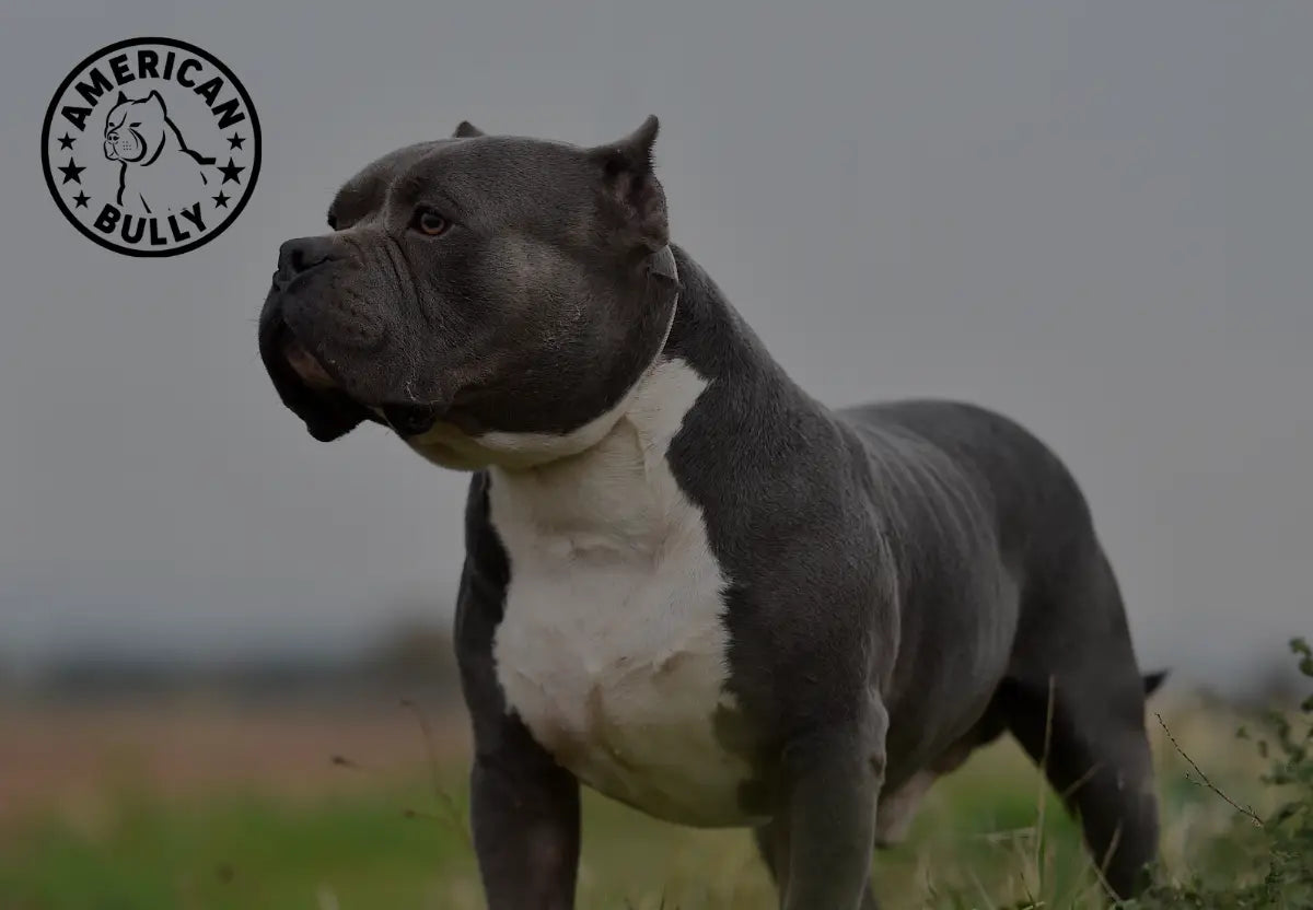 Senior Bully Wellness: Nutrition Tweaks for Aging with Grace