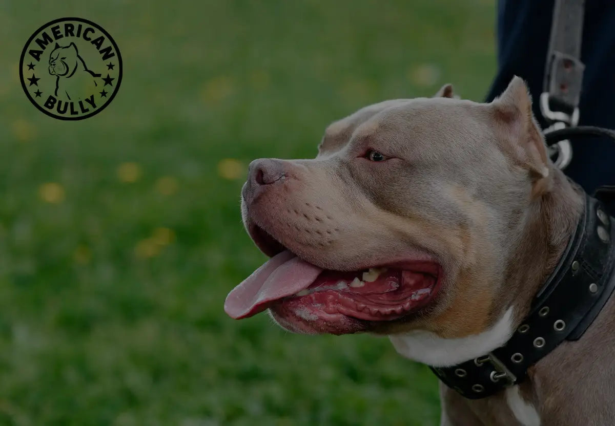 Signs Your American Bully Loves