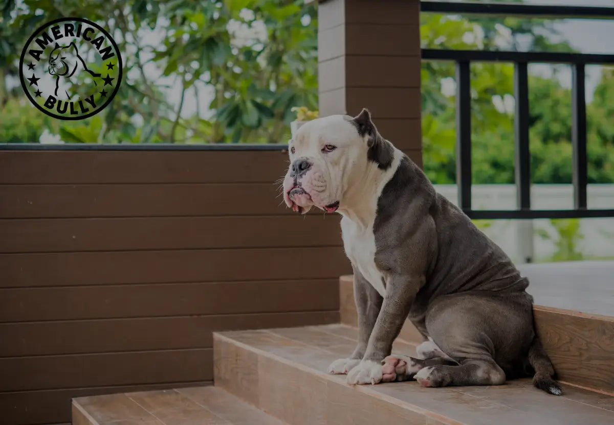 Socialization Strategies for American Bullies in Urban