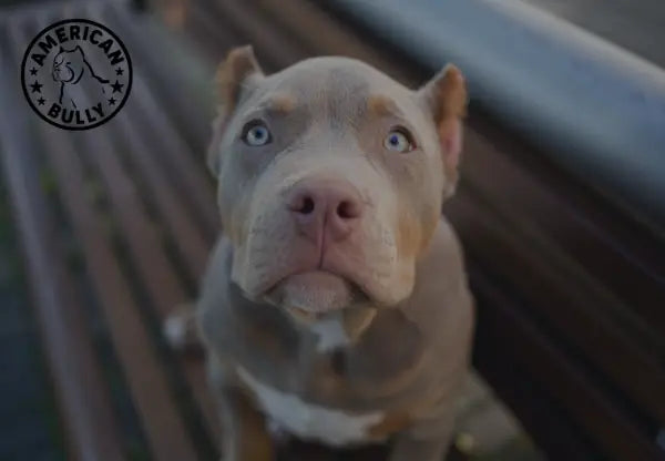 The American Bully Community: Resources, Organizations, and Online Forums