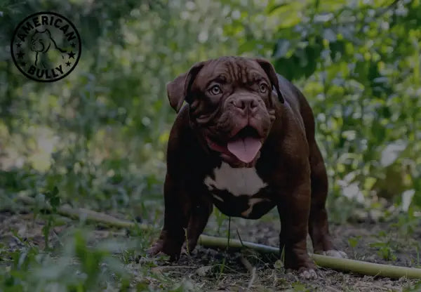 The American Bully Kennel Club: A Comprehensive Guide