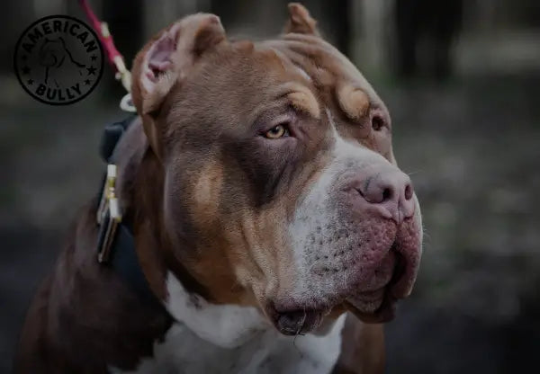The Answer May Surprise You: A Comprehensive Look At American Bully Loyalty