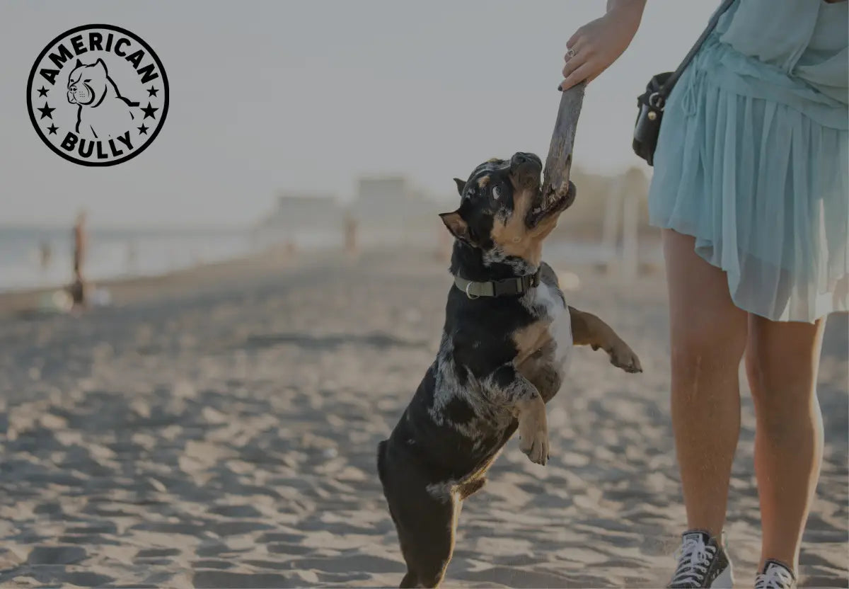 Tips for a Beach Day with Your American Bully Dog