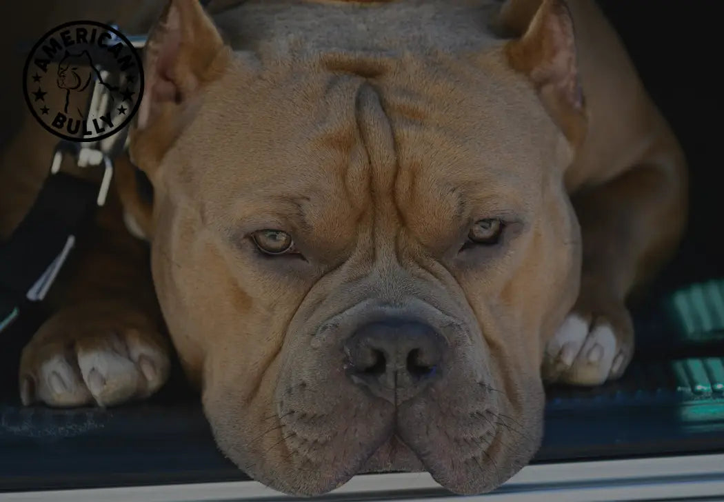 Top 5 American Bully-Friendly Travel Destinations