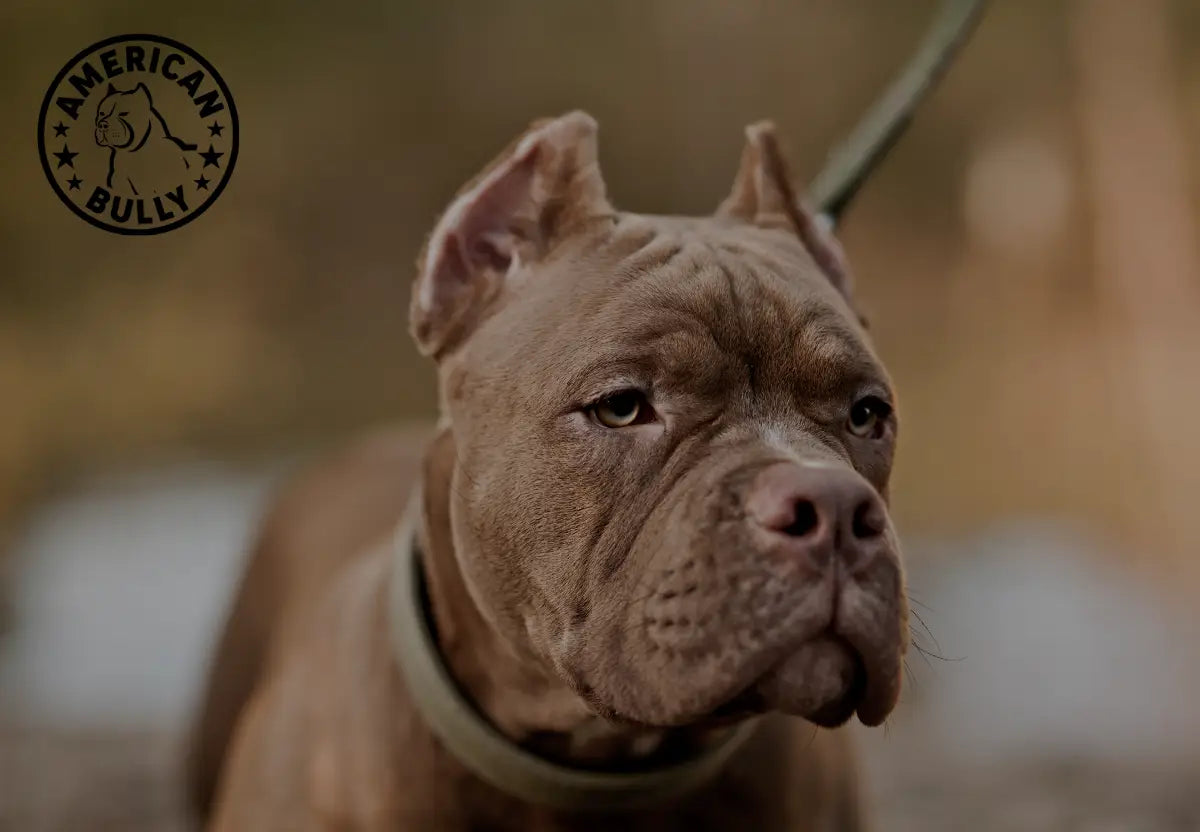 Traveling with Your American Bully: Tips for a Smooth