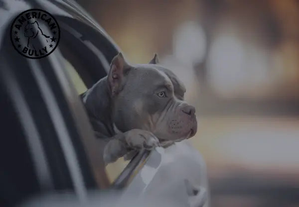 Traveling with Your American Bully: Tips for Safe and Enjoyable Adventures