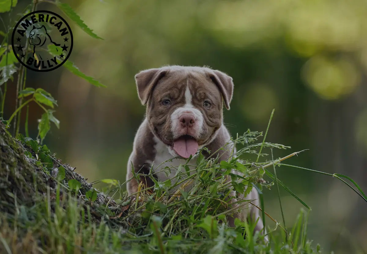 What to Expect With a New American Bully Puppy