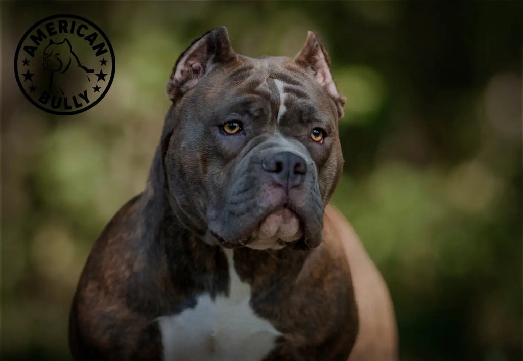Why American Bullies Aren t The Same As Pitbulls