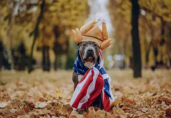 Pet Safety Tips for Thanksgiving