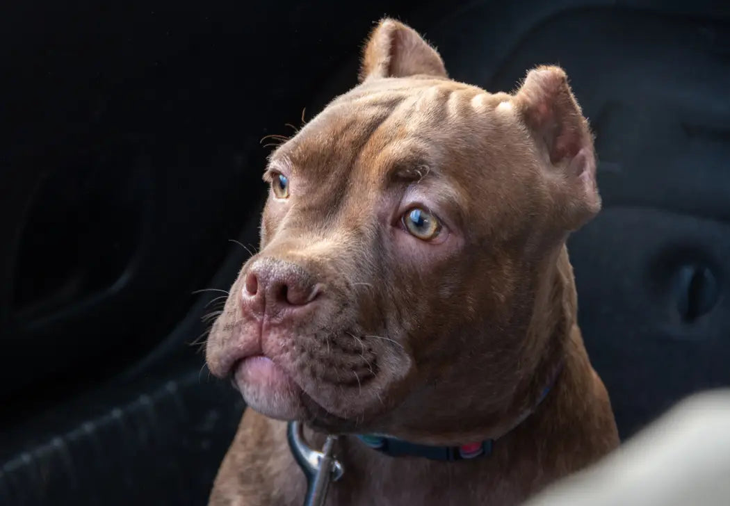 Top 5 American Bully-Friendly Travel Destinations