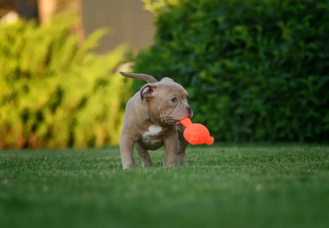 Top 5 American Bully-Friendly Travel Destinations