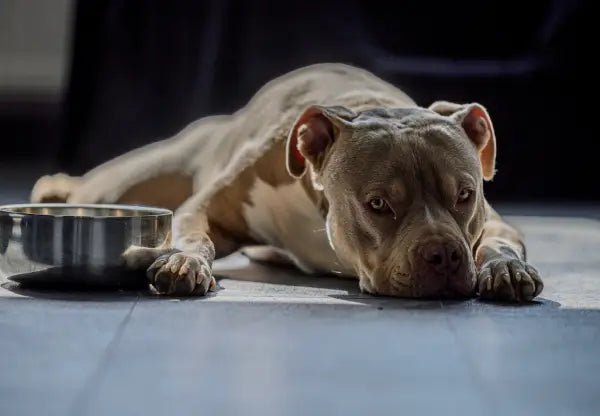 The 5 Best Dog Foods For American Bullies