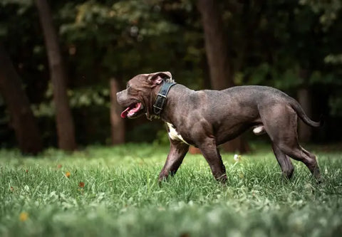 5 Rainy Day Walking Essentials For Your American Bully