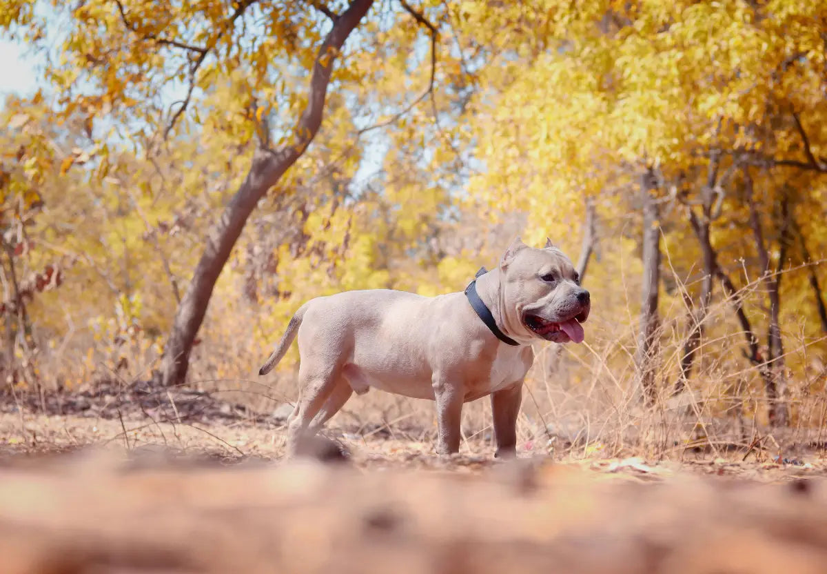 The Impact of Climate on American Bully Health