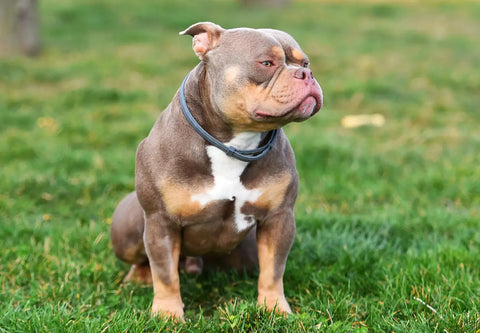 5 Ways to Encourage Positive Behavior in Your American Bully