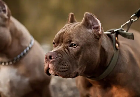 5 Ways to Encourage Positive Behavior in Your American Bully