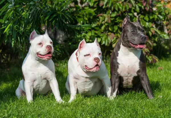 Socialization Strategies for American Bullies in Urban