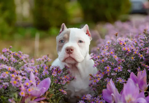 Keeping Your American Bully Comfortable During Spring: Tips