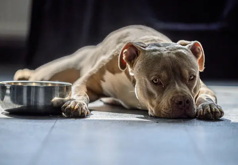 Healthy Ingredients to Look for in Your American Bully’s