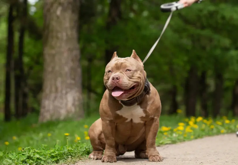 Tech Gadgets for Tracking Your Bully’s Adventures